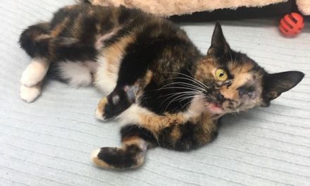 ‘Miracle’ Bedfordshire cat survives with severe injuries for 16 days after being hit by bus