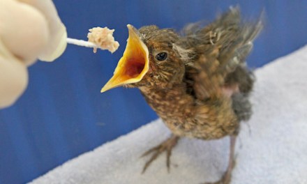RSPCA braced for flood of orphaned, sick and injured baby birds this spring