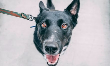 Central Bedfordshire Council agrees dog control Public Space Protection Order